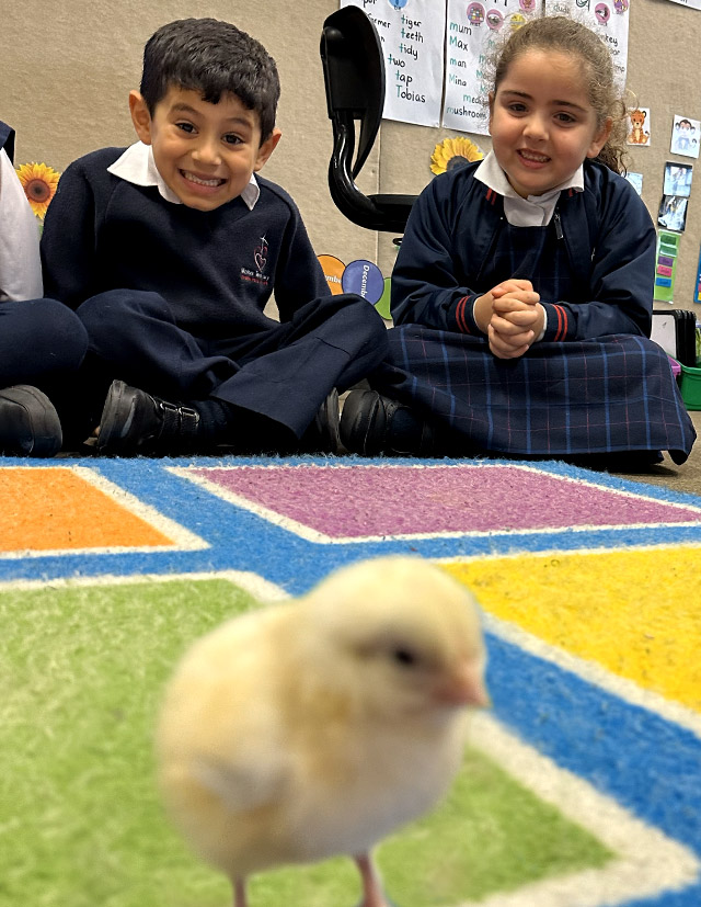Kindergarten students and baby chick at Mother Teresa Catholic Primary School Westmead